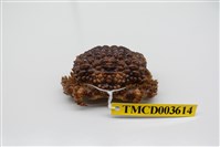 藏品(廣闊疣扇蟹)的圖片